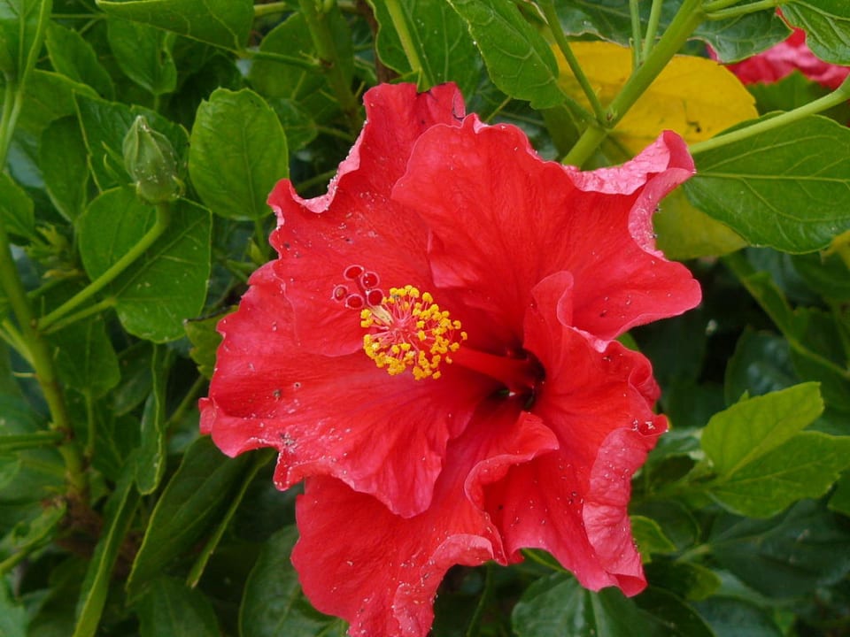 Blumen ROBINSON QUINTA DA RIA