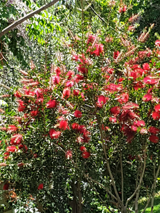Gartenanlage Sidemarin Kirman Premium