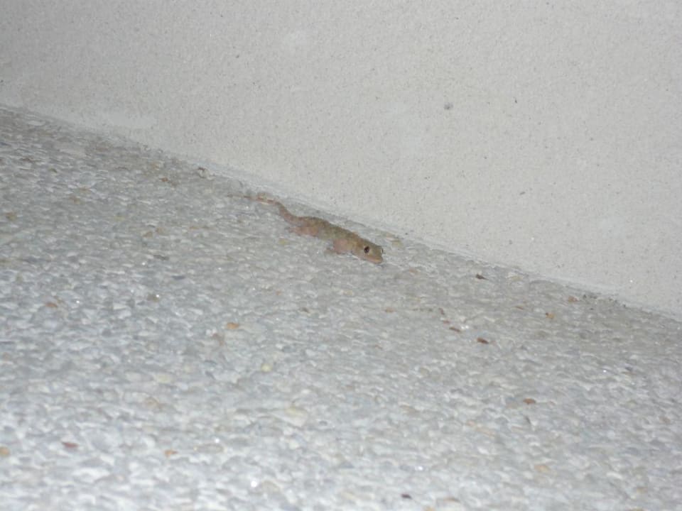 Gecko an der Hauswand Royal Son Bou Family Club