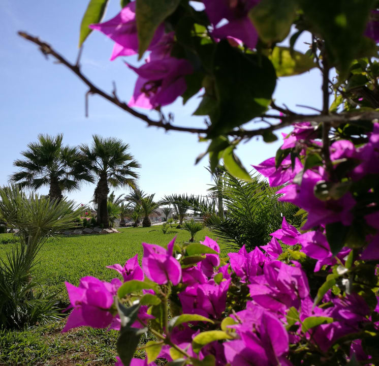Gartenanlage Vincci Helios Beach