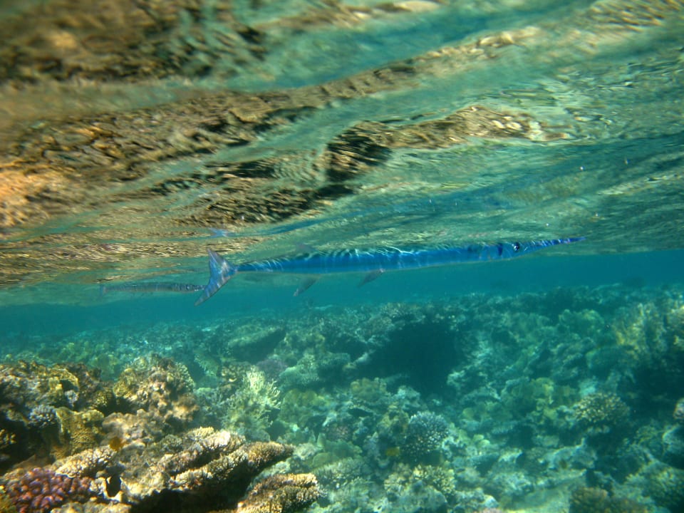 39 Stella Beach Resort & Spa Makadi Bay