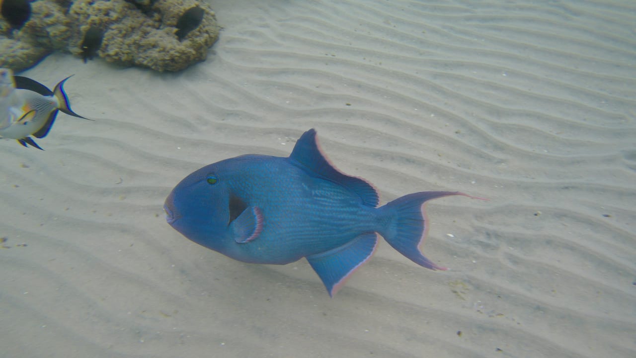 Strand Pickalbatros Jungle Aqua Park Resort - Neverland Hurghada