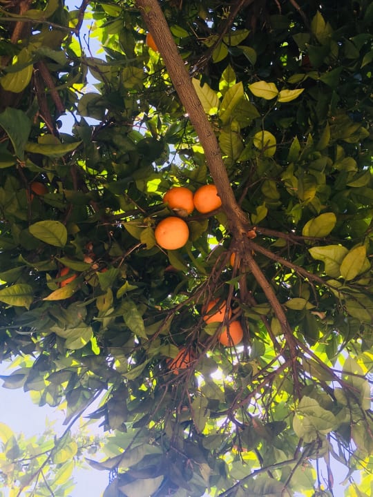 Gartenanlage Özlem Garden Hotel