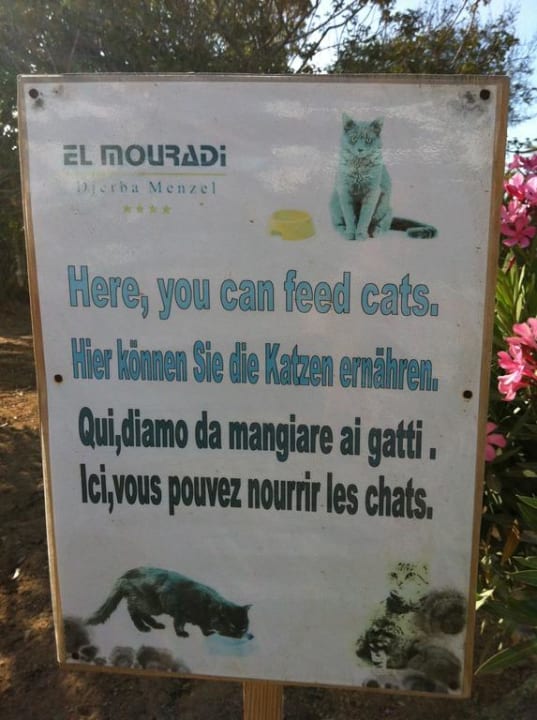 Fütterungsplatz Katzen Hotel El Mouradi Djerba Menzel