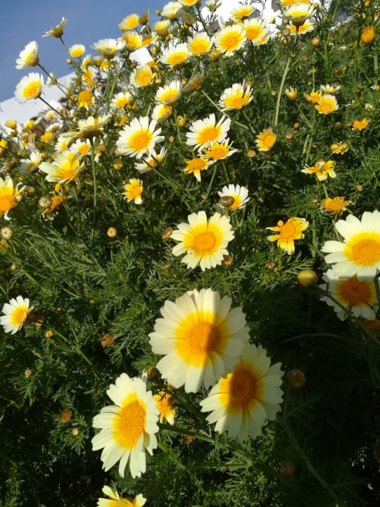 Gartenanlage Three Corners Equinox Beach Resort