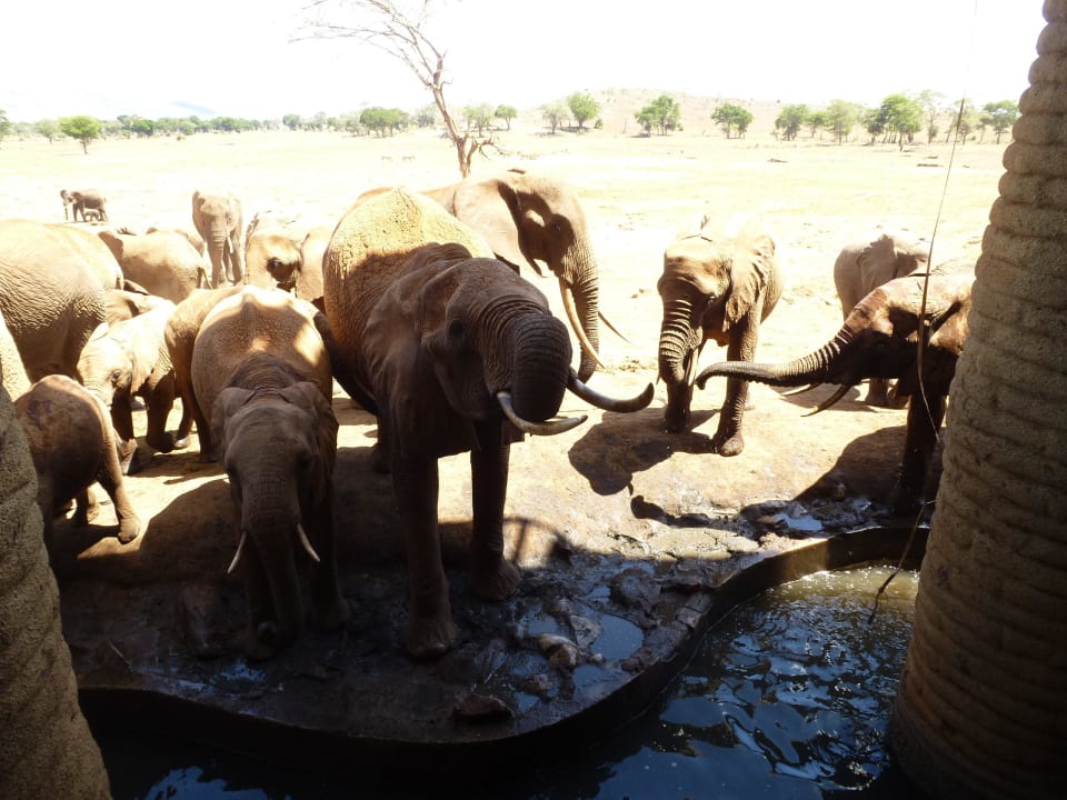 Elefanten vor der Lodge Salt Lick Safari Lodge