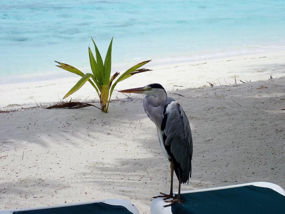 Strand Vilamendhoo Island Resort & Spa