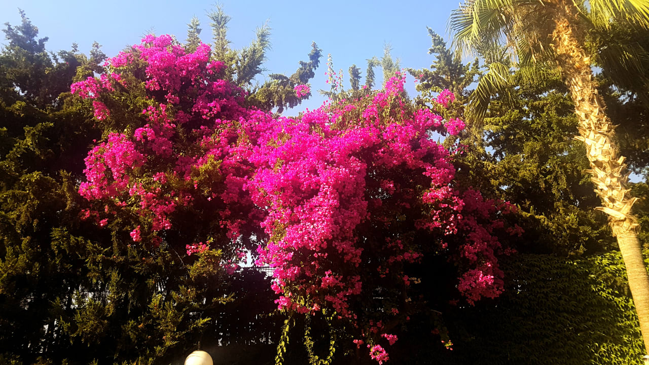 Gartenanlage Labranda Alantur Resort