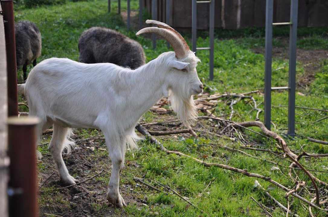 Ostoja żubrów Dworek nad Łąkami Kiermusy