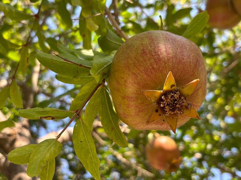 Gartenanlage Aydinbey Kings Palace & Spa