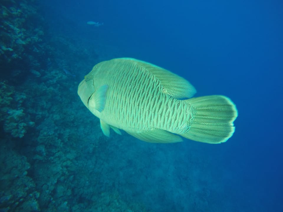 Strand Parrotel Beach Resort