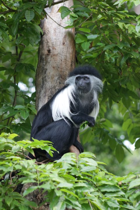Gartenanlage Baobab Beach Resort & Spa