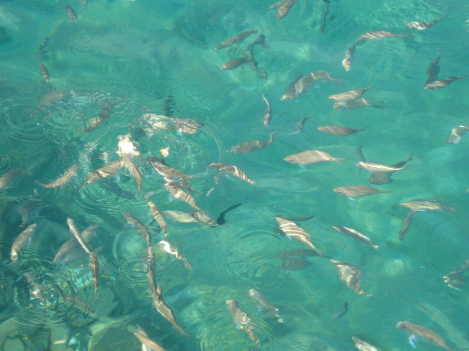 Rote Meer Marriott Hurghada Beach Resort