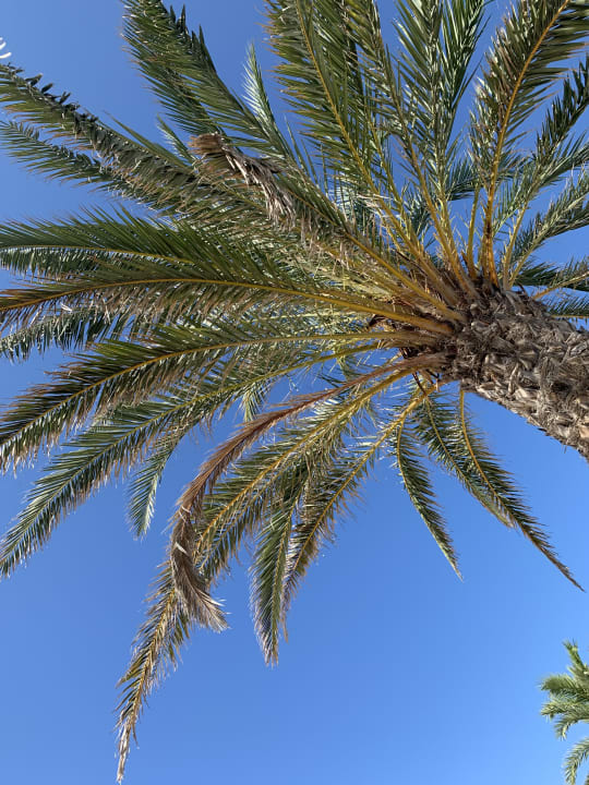 Ausblick Hipotels Gran Playa De Palma