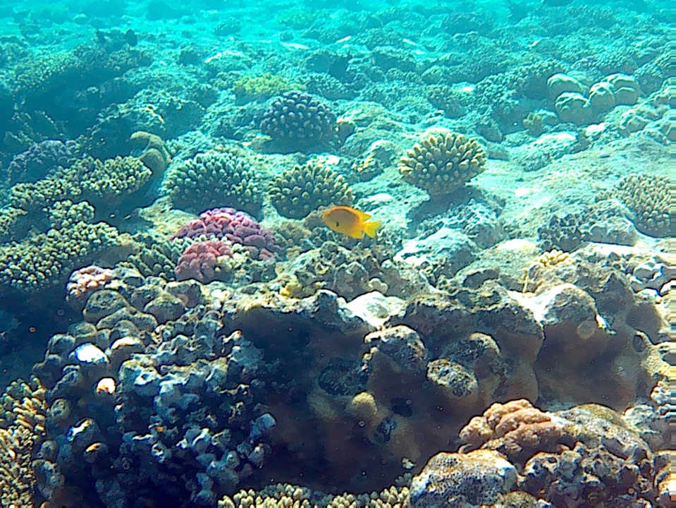 Strand Pickalbatros Palace Resort