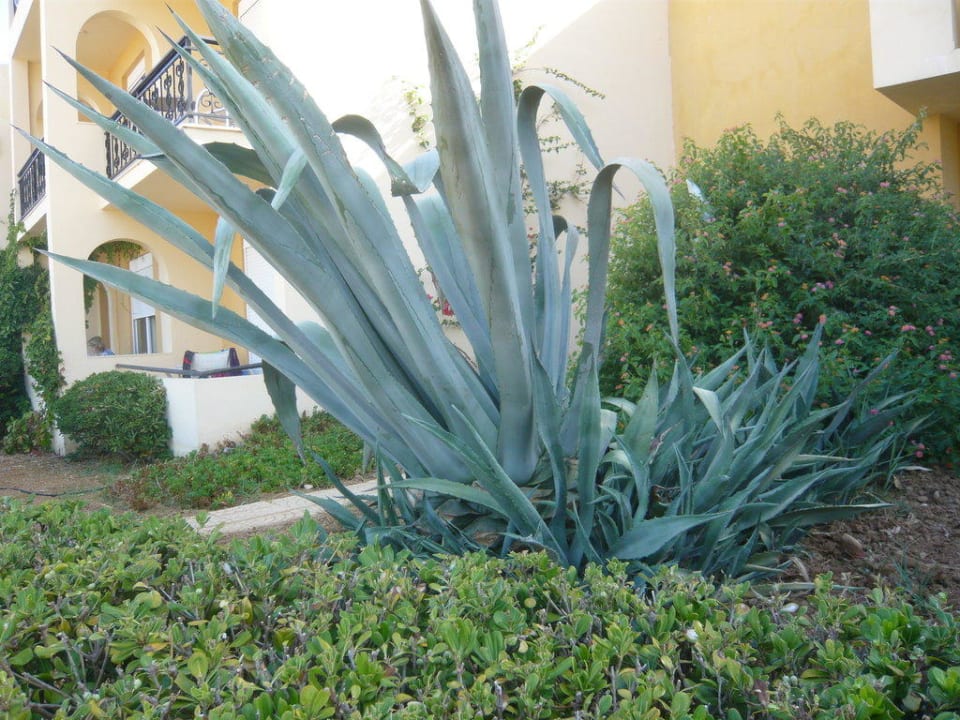 Tolle Pflanzen Vantaris Luxury Beach Resort