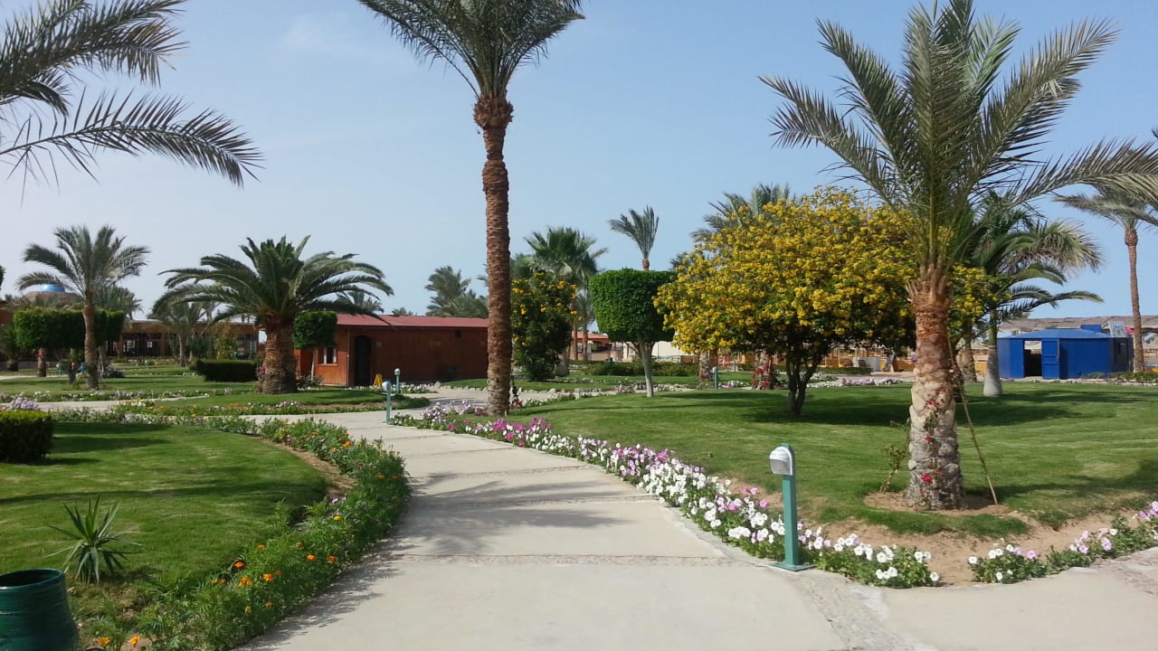 Toiletten Desert Rose