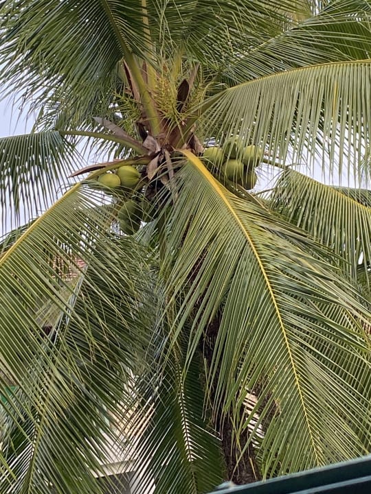 Gartenanlage The Briza Beach Resort Khaolak