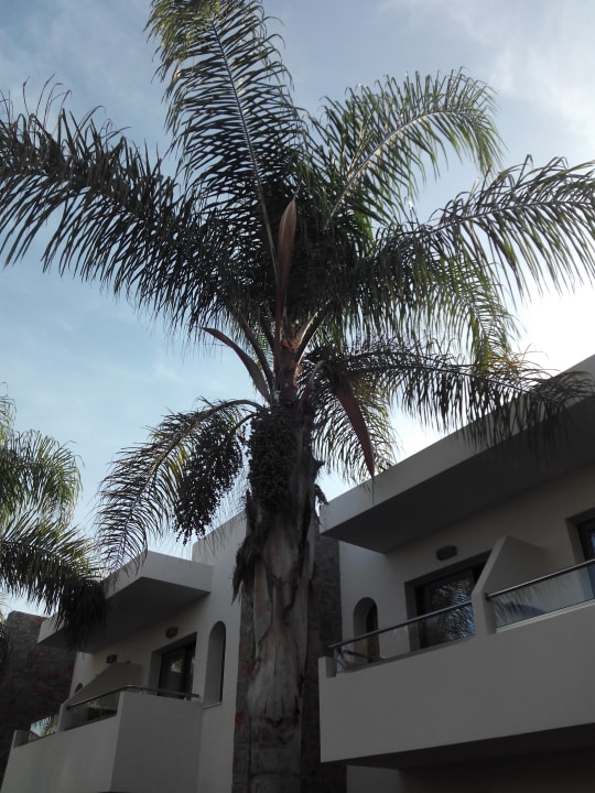 Zimmer Sentido Kyknos Beach Adults Only 16+
