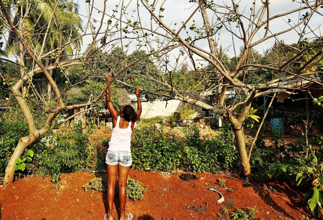 Bioanbau in Finca direkt hinterm Haus Ferienhaus Villa MariEnzo