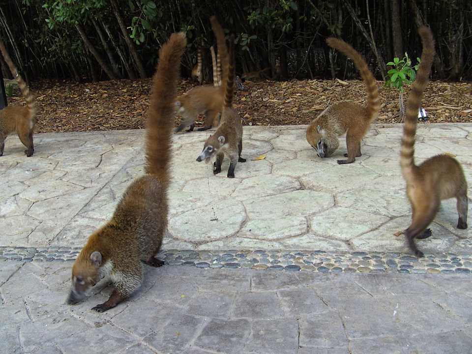 Coati in der Anlage Sandos Caracol Eco Resort