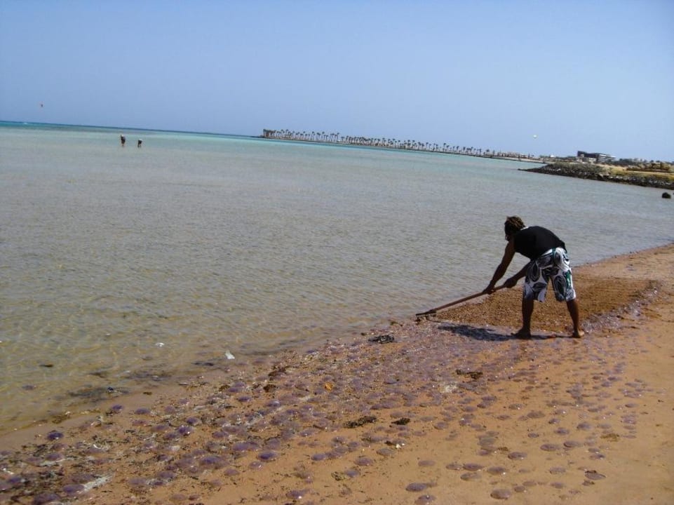 Quallenfriedhof Magic Beach Hotel Hurghada