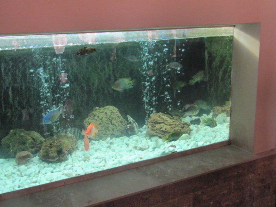 Akwarium w recepcji Ilios K Village Resort