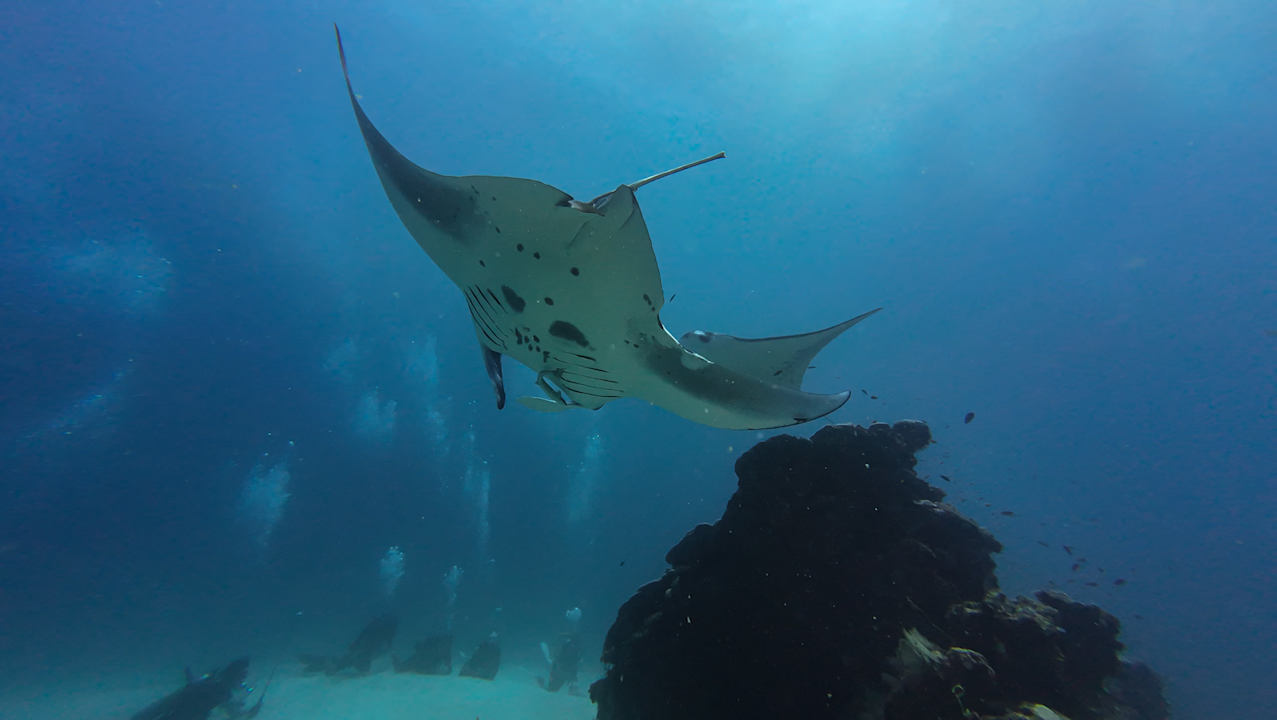 Sport & Freizeit Vilamendhoo Island Resort & Spa