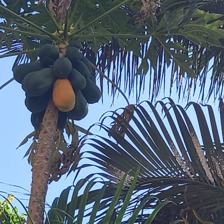 Außenansicht Elba Carlota Beach & Golf Resort