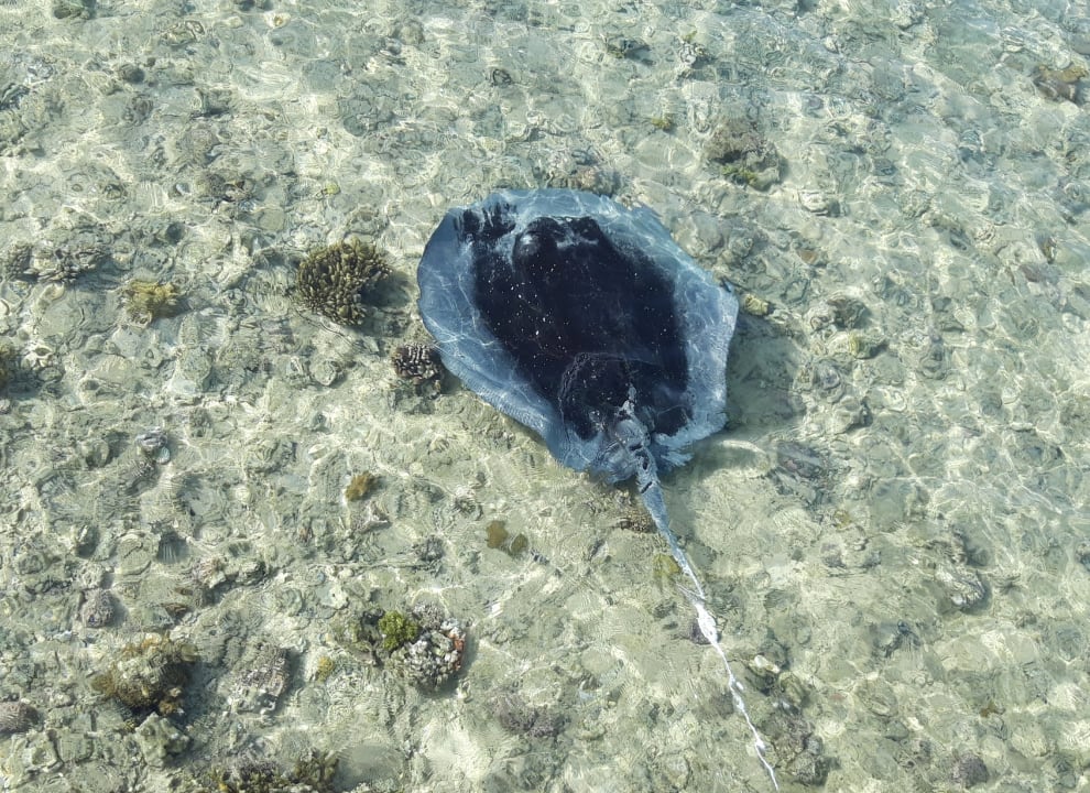 Strand Stella Beach Resort & Spa Makadi Bay