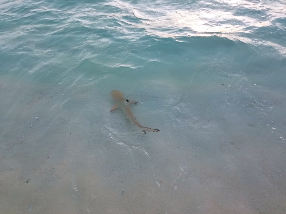 Strand Summer Island Maldives