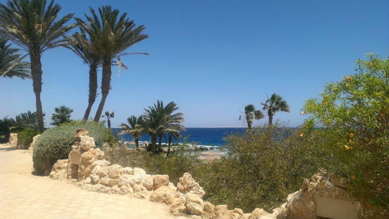 Palmen ohne Ende Pickalbatros Citadel Resort