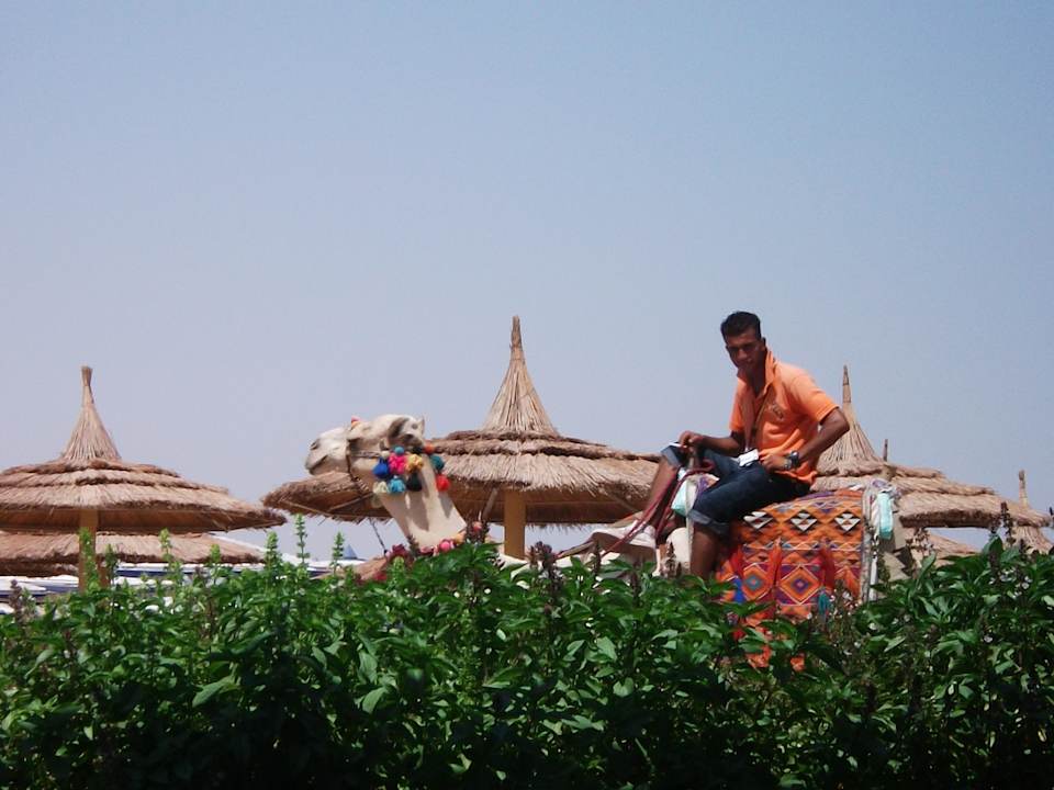 Am Strand Pickalbatros Jungle Aqua Park Resort - Neverland Hurghada