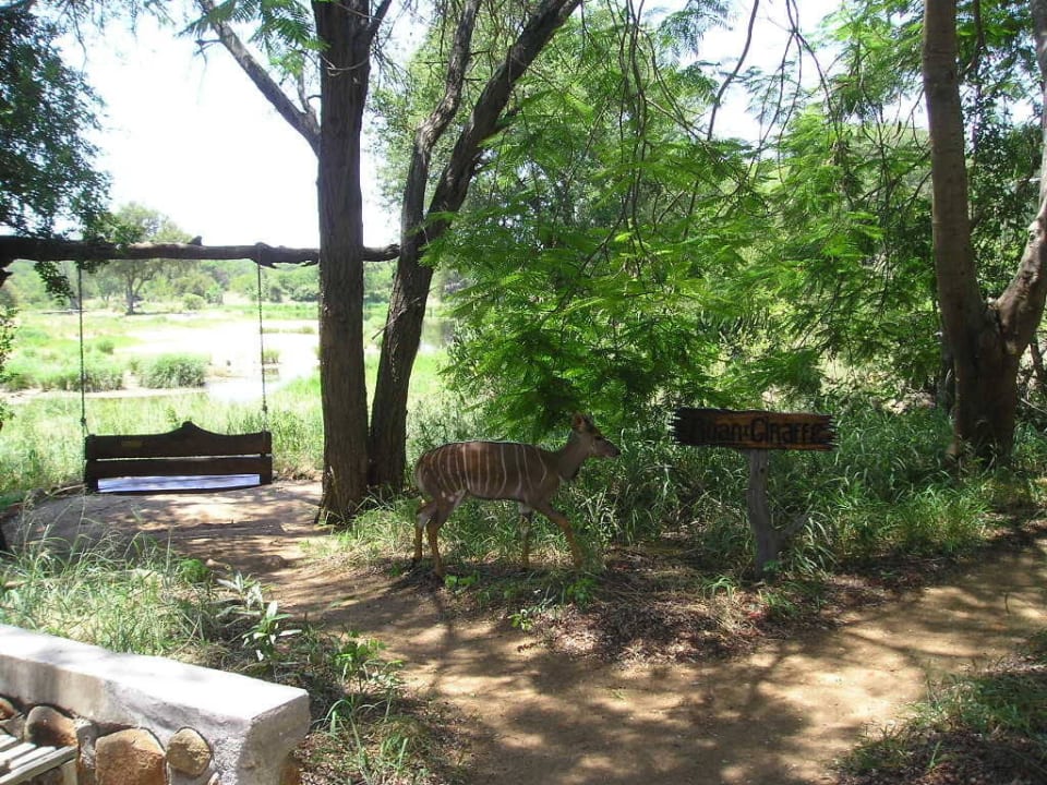 Impala streift durch die Anlage Motswari Private Game Reserve & Geiger's Camp