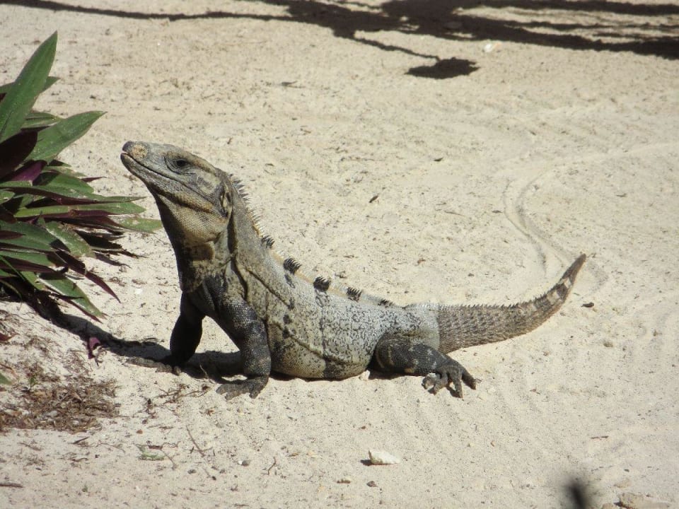 Selbsterklärend Hotel Villas Flamingos