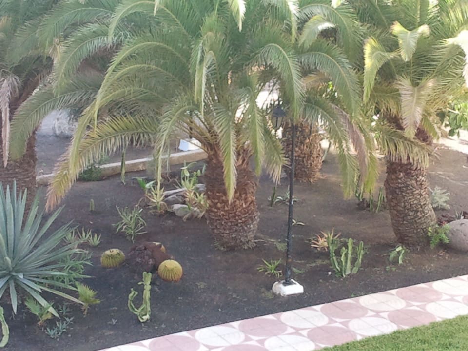 Sehr gefplegte Gartenanlage Servatur Playa Bonita