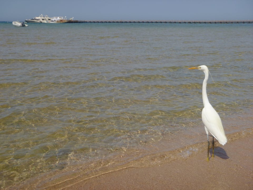 Fischreiher Cleopatra Luxury Resort Makadi Bay