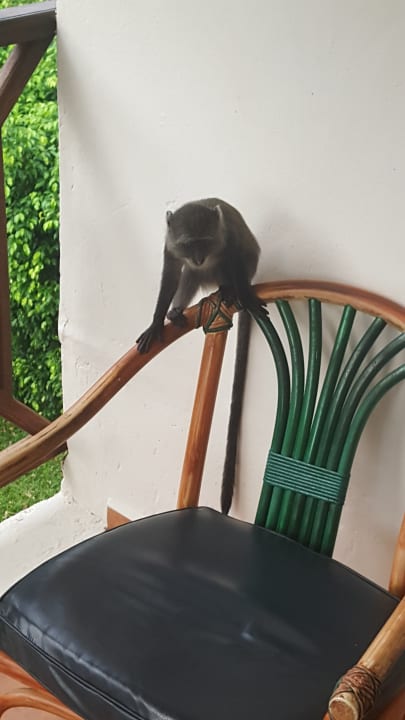 Zimmer Neptune Village Beach Resort & Spa