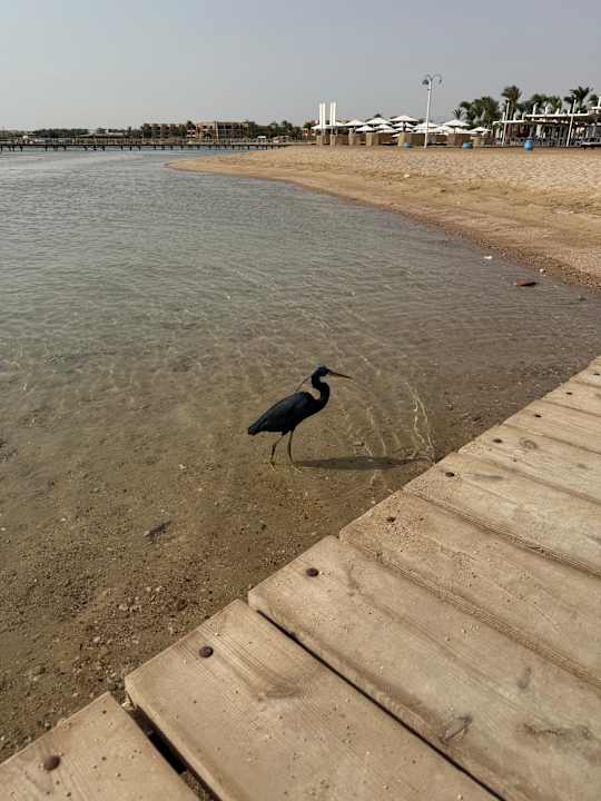 Strand Pharaoh Azur Resort