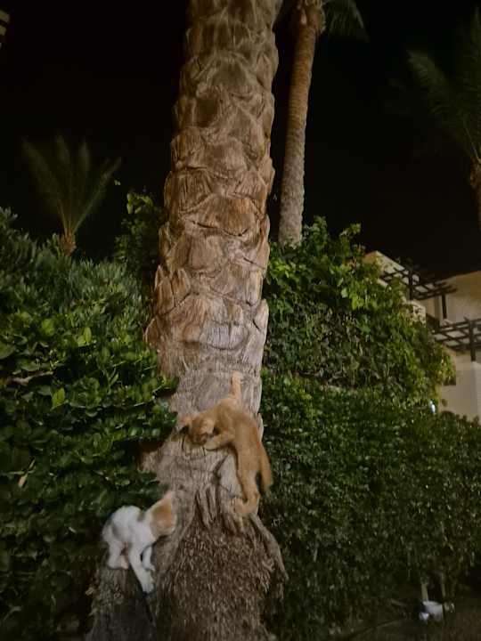 Sonstiges Stella Garden Resort & Spa, Makadi Bay