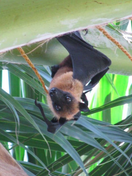 Süsser Flughund Kuramathi Maldives