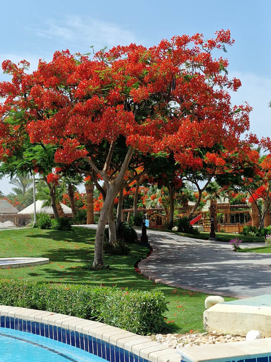 Gartenanlage Steigenberger ALDAU Beach Hotel