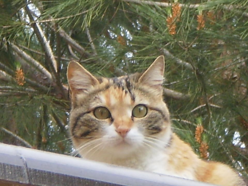 Meine Mahlzeiten finde ich im cats-inn Asteria Family Belek