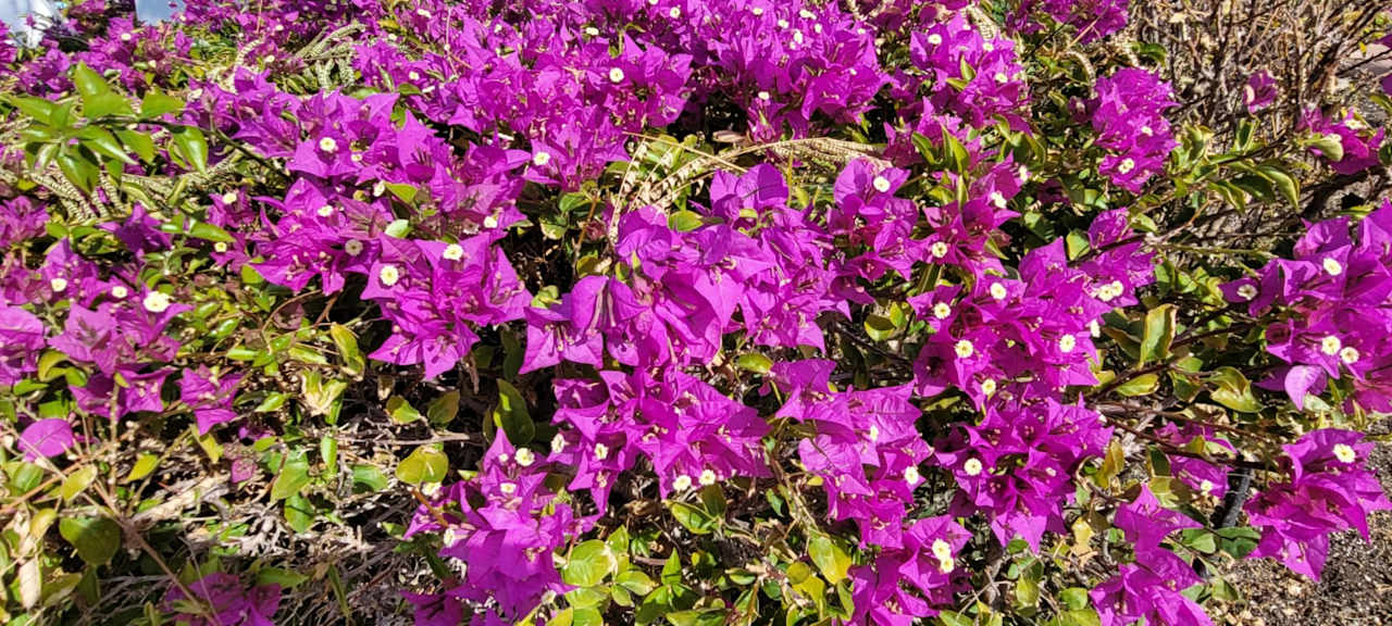 Gartenanlage Limak Limra Hotel & Resort