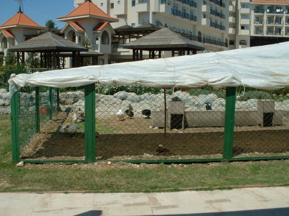 Stinkender Ententeich im Hotelgarten Side Mare Resort & Spa