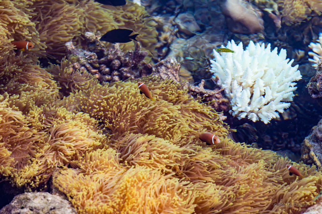 Sport & Freizeit Summer Island Maldives