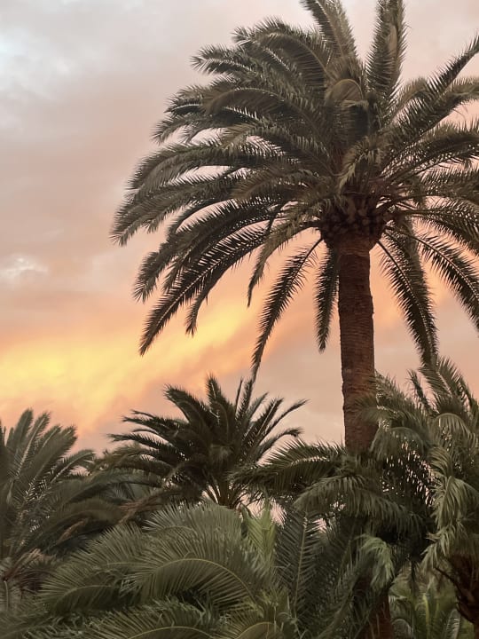 Gartenanlage Hotel Riu Palace Oasis