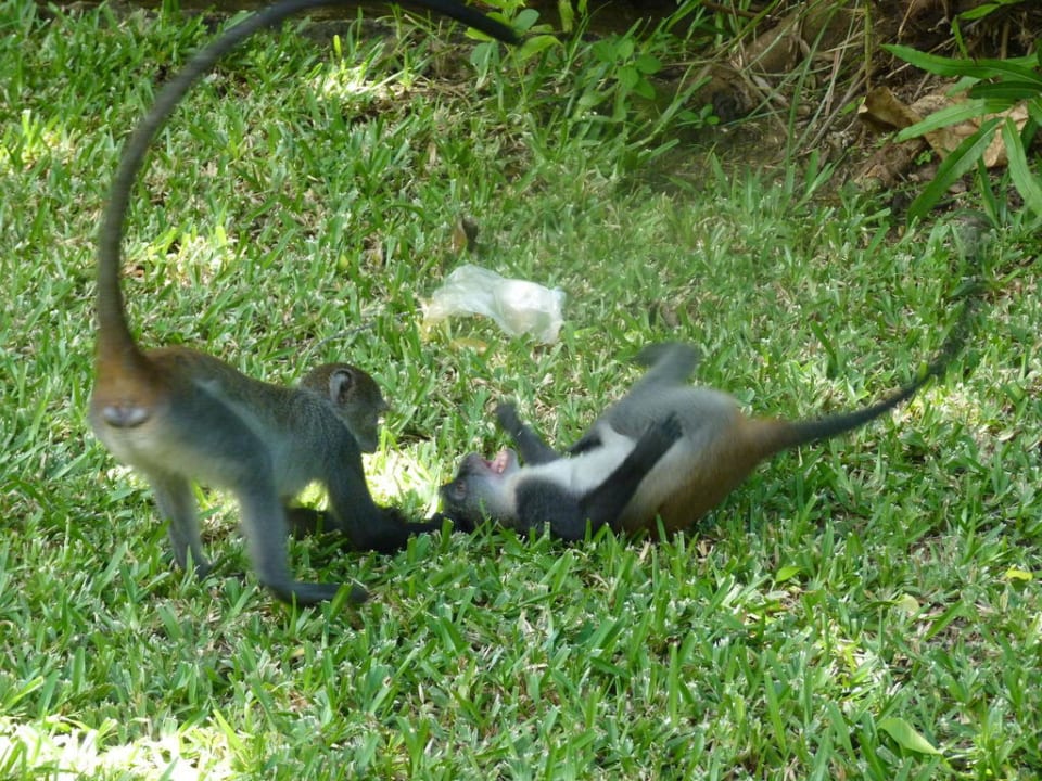 Junge Meerkatzen Hotel Papillon Lagoon Reef