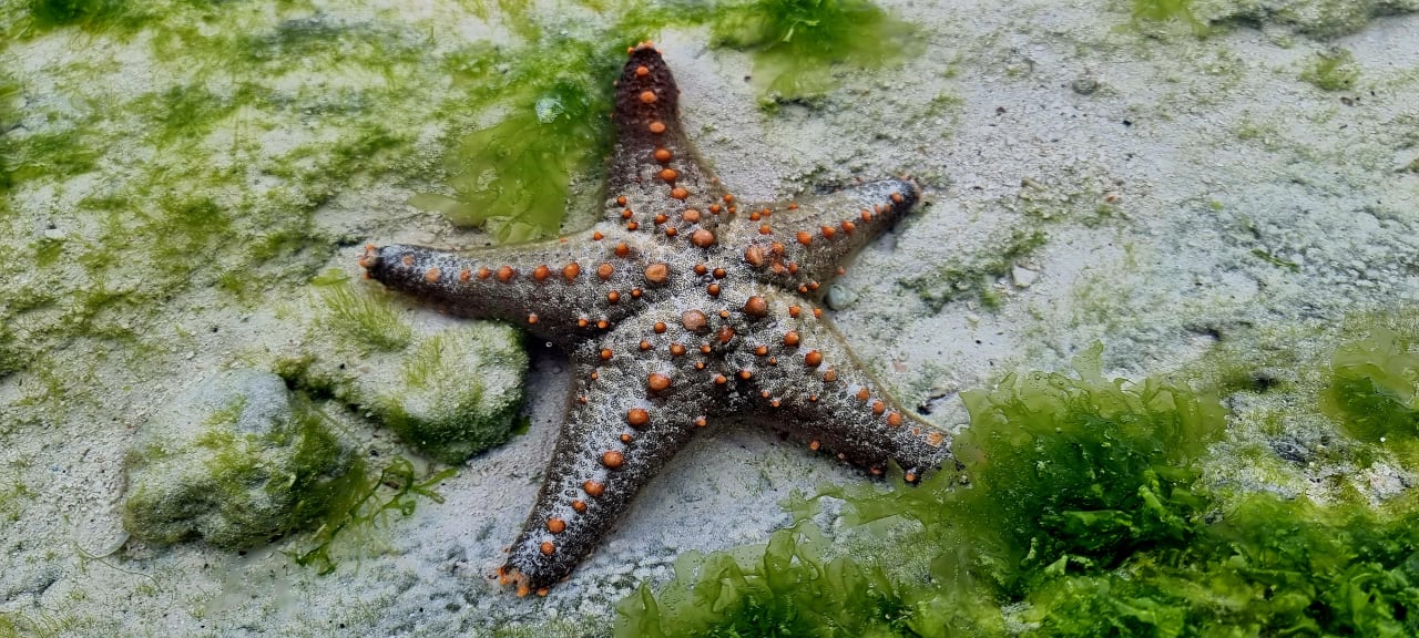 Strand Hotel Riu Jambo