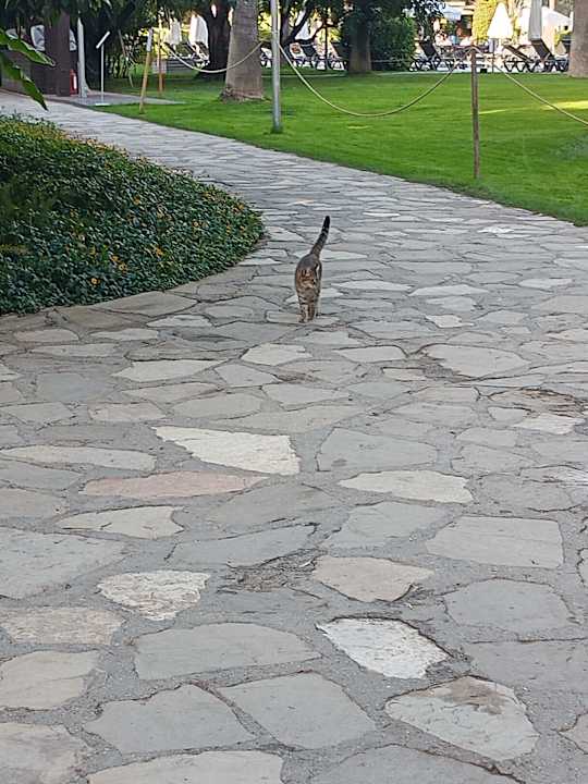 Sonstiges Barut Hemera